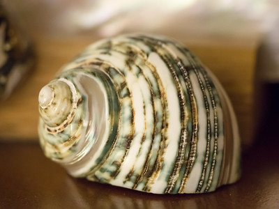 Shell by James Petts